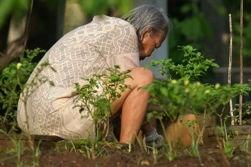 Una signora anziana cura le piantine dell'orto